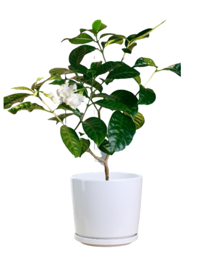 Tabernaemontana Divaricata (Pinwheel Flower)